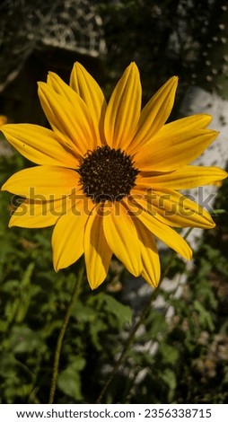 Sunflower in Bright Natural Colors Closeup 