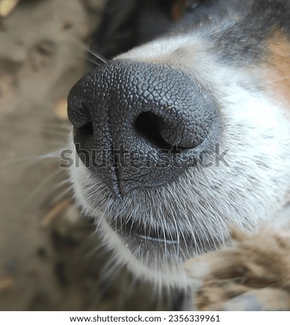 nose photo,wanderful pic, cute, animal 