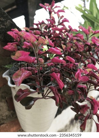 Portulaca oleracea L (krokot merah) grow on the pot