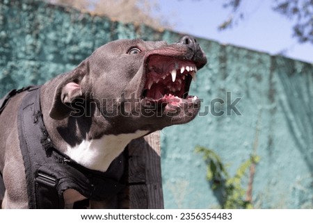 Beautiful angry dog staffordshire bull terrier. Blue american staffordshire terrier amstaff guard snatch criminal clothes. Service dog training Dog bites clothe during angry attack. Evil teeth in grin Royalty-Free Stock Photo #2356354483