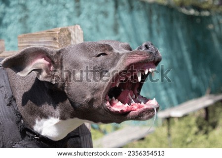 Beautiful angry dog staffordshire bull terrier. Blue american staffordshire terrier amstaff guard snatch criminal clothes. Service dog training Dog bites clothe during angry attack. Evil teeth in grin Royalty-Free Stock Photo #2356354513