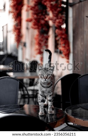 "A stray cat standing on a café table."