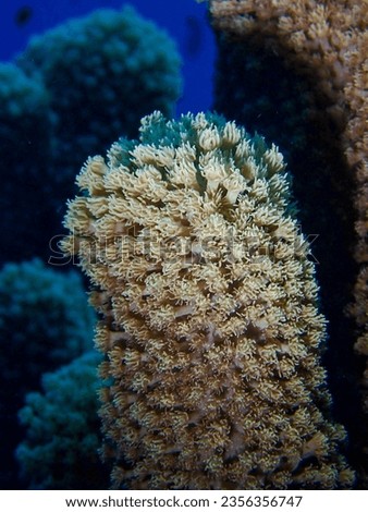 Soft Corals in the Red Sea