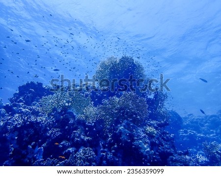 Vibrant Coral Reef in the Red Sea