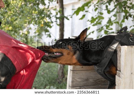 Angry Aggressive dog Doberman Pinscher grabs criminal's clothes. Service training. Bites clothes. Evil teeth Doberman Pinscher grin. Anger attack Evil teeth in grin. Working guard dog service training Royalty-Free Stock Photo #2356366811