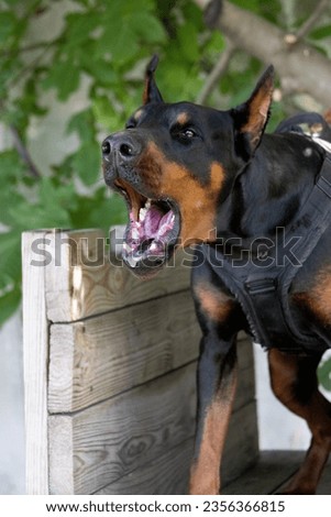 Angry Aggressive dog Doberman Pinscher grabs criminal's clothes. Service training. Bites clothes. Evil teeth Doberman Pinscher grin. Anger attack Evil teeth in grin. Working guard dog service training Royalty-Free Stock Photo #2356366815