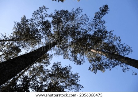 Tall pine trees and their upper branches against a blue sky. These trees grow in a forest in Poland near a village known as Wilga.