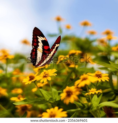Close-up view of a beautifully patterned butterfly in flight to capture the nectar of a yellow chrysanthemum that blooms in abundance in a Thai park.