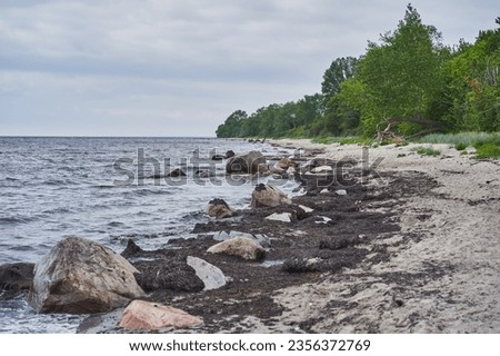 Landscape picture of coast of North sea in Denmark during cloudy and windy summer evening. Sand beach with stones, rocks and trees, typical example of wild pure scandinavian nature in the cuntryside.