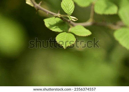 Detailed photo of the green leaf of the tree
