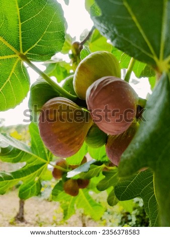 A fig tree with beautiful  fruit. Royalty-Free Stock Photo #2356378583