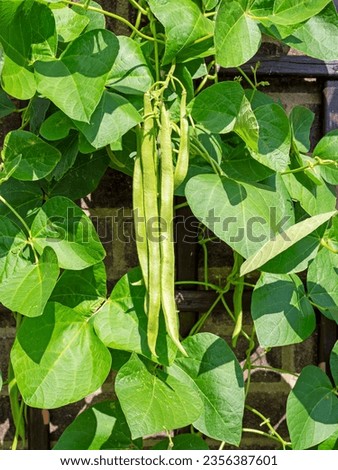 Runner bean White Lady plants climbing on a wooden trellis Royalty-Free Stock Photo #2356387601