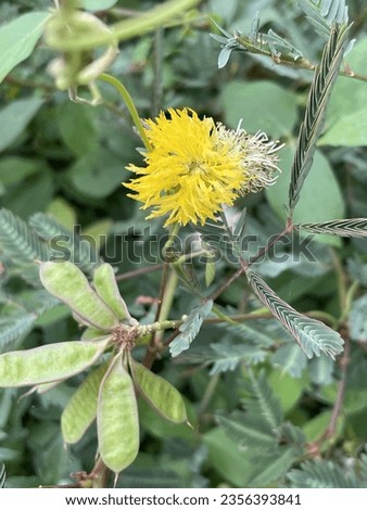 Flowers in Thailand It is small, cute, often seen around the fence of the house and on the ground, is a creeping tree and grass flower, cute and easy to grow (vine appearance). Some species have a ple