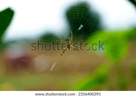 spider picture, Spider Macro photography, Insect,