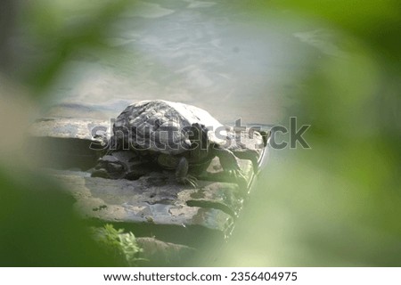 Turtles on a Rock in the Water, This is a common turtle found in North America. It has a brown or olive shell with yellow or orange markings. image include: turtles, rock, water, sun, algae, basking.