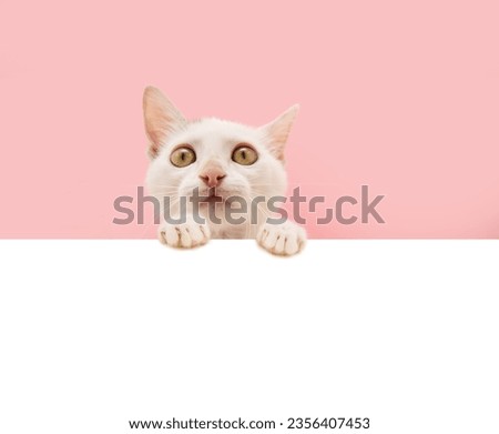 Portrait cute white kitten cat peeking out from behind a pink banner hanging its paws over. Isolated on pink pastel background