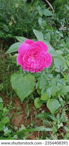 A rose flower with morning dewdrops and an environment shaped by greenery