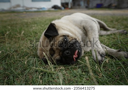 Pug dog pictures rolling on the green grass  and stick out a little pink tongue.