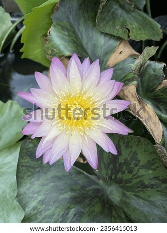 The lotus flower is a flower that can be born in water. Attracted by beauty They are medium in size, not very large, have a delicate aroma, white, purple, yellow, pink, home décor, and images can be s