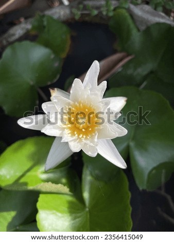 The lotus flower is a flower that can be born in water. Attracted by beauty They are medium in size, not very large, have a delicate aroma, white, purple, yellow, pink, home décor, and images can be s
