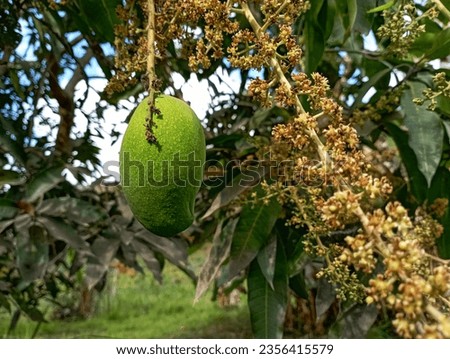 Mango fruit and mango flowers growing in rice fields in Lotir hamlet, Central Lombok, Indonesia