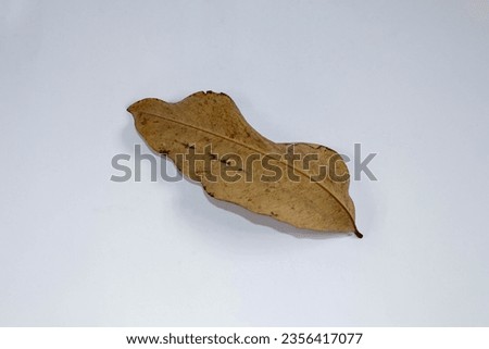 
Flat Lay Dead Dry leaf isolated on white background autumn leaves