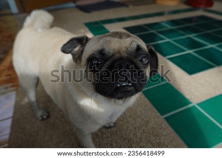 Picture of standing pug dog depict its tiny teeth and eyes longing for a snack from its owners.
