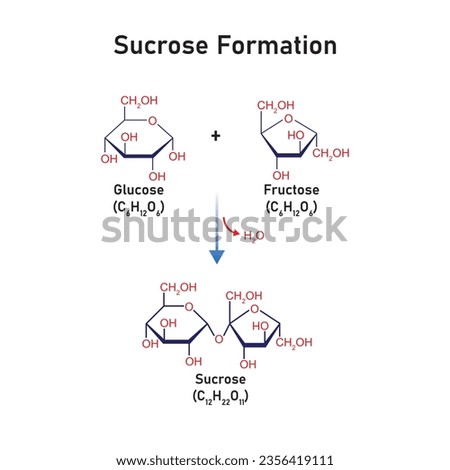 Sucrose Formation Concept Design. Vector Illustration. Royalty-Free Stock Photo #2356419111