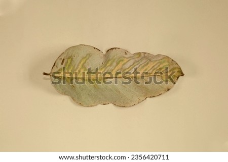 Flat Lay Dead Dry leaf isolated on beige color background autumn leaves