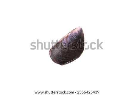 Seashell isolated on white background close up
