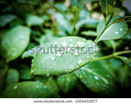 Detail of raindrops on leaf with bokeh effect in nature,background