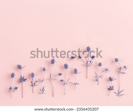 Minimal flat lay pattern of blooming field violet flowers on pastel pink background. Natural forest flower purple prickly flowering plants. Aesthetic top view still life of The sea holly, trend color Royalty-Free Stock Photo #2356435207