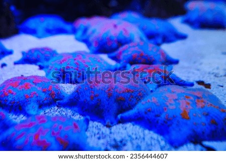 Starfish at the bottom of the aquarium in the aquarium. invertebrates of the echinoderm type. observation of exotic fish and animals. Royalty-Free Stock Photo #2356444607