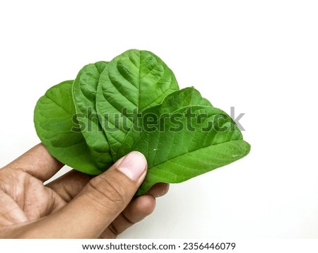 hand holding guava leaf isolated on a white background