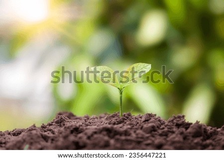 Young plants grow in soil that has the nutrients the plants need and appropriate sunlight. Royalty-Free Stock Photo #2356447221