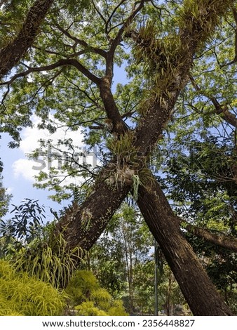beautiful forest view, trees, lush plants at wisdom park, gadjah mada university, yogyakarta, 3 september 2023 Royalty-Free Stock Photo #2356448827