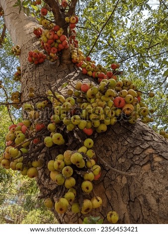Loa fruit clusters in the forest trees of Wisdom Park, Gadjah Mada University, Yogyakarta September 3, 2023 Royalty-Free Stock Photo #2356453421