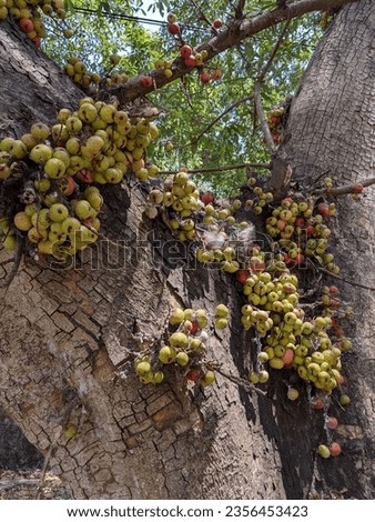 Loa fruit clusters in the forest trees of Wisdom Park, Gadjah Mada University, Yogyakarta September 3, 2023 Royalty-Free Stock Photo #2356453423