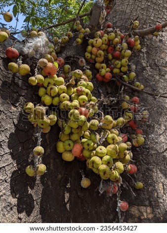 Loa fruit clusters in the forest trees of Wisdom Park, Gadjah Mada University, Yogyakarta September 3, 2023 Royalty-Free Stock Photo #2356453427