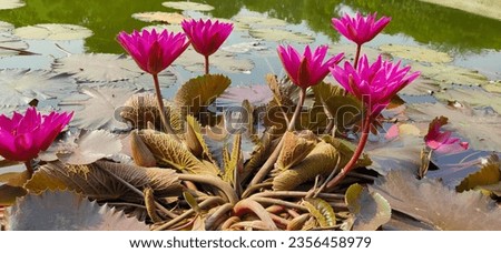 Lotus flower.  Netural picture.  Lotus.  Best flower.  Lotus ka phool. 