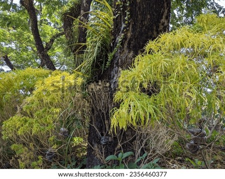 beautiful scenery of Euodia plants in the forest area of the Wisdom Park, Gadjah Mada University, Yogyakarta, September 3, 2023 Royalty-Free Stock Photo #2356460377