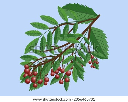 Realistic 3d mesh rowan branch isolated on a transparent background. Rowan branch with orange leaves and ashberry. Vector illustration Royalty-Free Stock Photo #2356465731