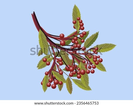 Realistic 3d mesh rowan branch isolated on a transparent background. Rowan branch with orange leaves and ashberry. Vector illustration Royalty-Free Stock Photo #2356465753