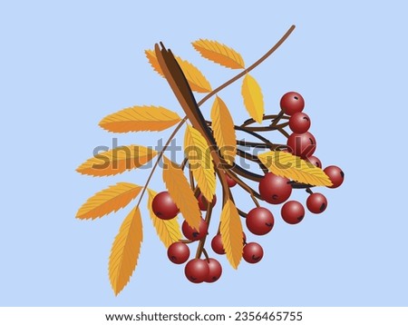 Realistic 3d mesh rowan branch isolated on a transparent background. Rowan branch with orange leaves and ashberry. Vector illustration Royalty-Free Stock Photo #2356465755
