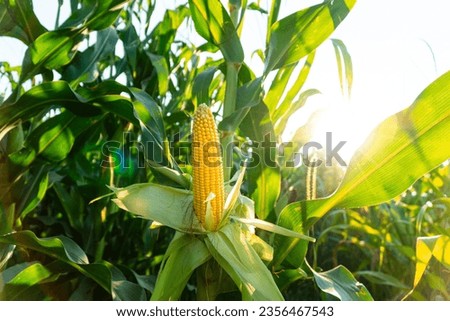 A selective focus picture of corn cob in organic field. A beautiful cob of corn hangs on the stalk. Yellow fresh cob of corn grown in the field.
