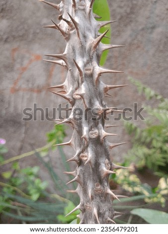 a picture of the large thorns of a euphorbia flower