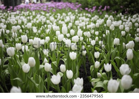 Field of white tulip flowers on the garden floor High resolution photography, depth of field