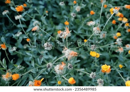 Seeds of Calendula officinalis or Garden Marigold flowers growing in the garden