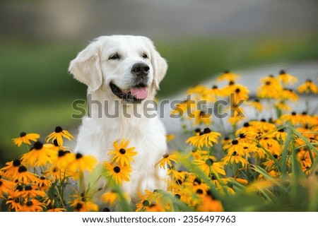 golden retriever dog portrait in the park with orange flowers Royalty-Free Stock Photo #2356497963