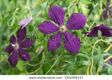 Purple clematis flower (Latin Clematis viticella) on a natural background. Bokeh effect